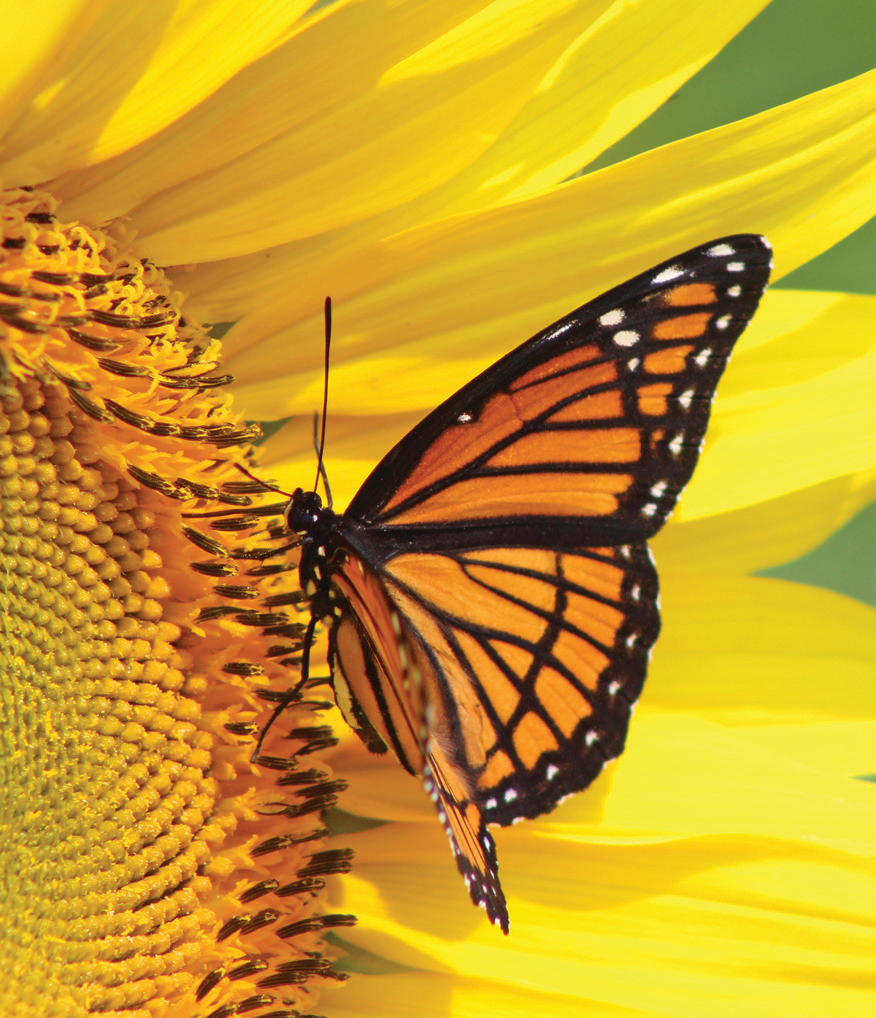 Butterfly on yellow sunflower