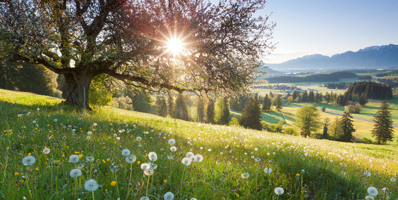 sunny hillside with wildflowers and trees