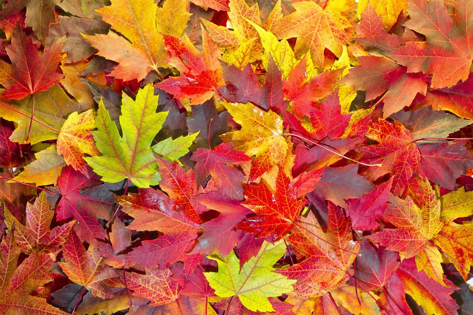 fall leaves