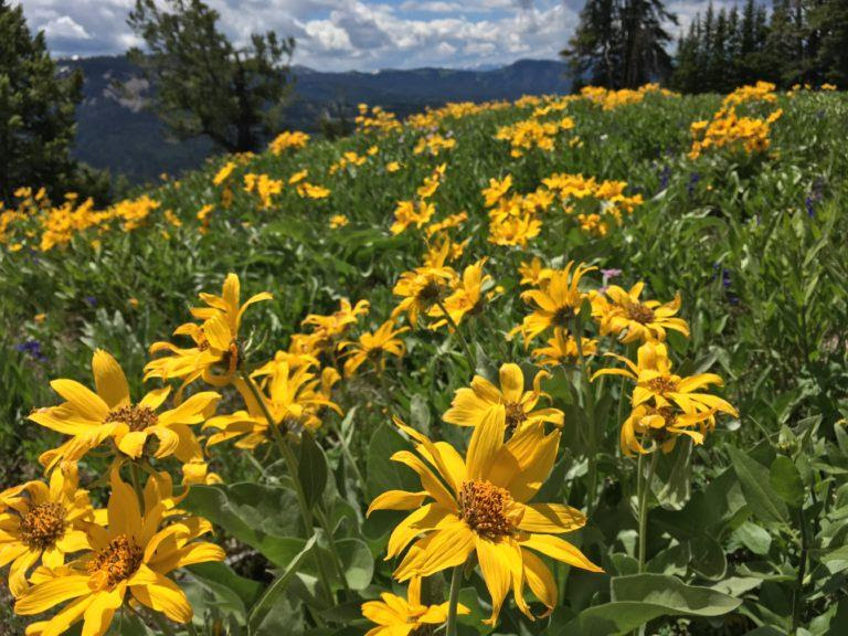 field of yellow daisies