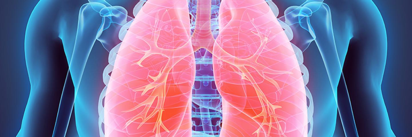 3D Rendering of the body with focus on Lungs