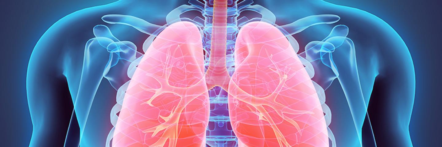 3D Rendering of the body with focus on Lungs