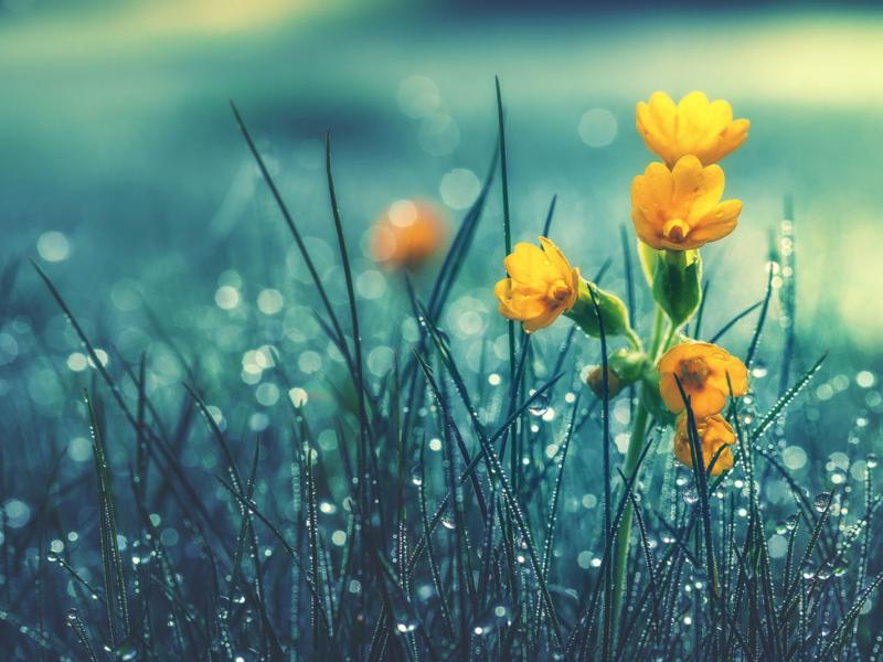 flowers