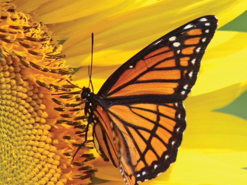 Monarch Butterfly on Yellow sunflower