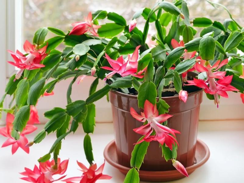 Christmas Cactus