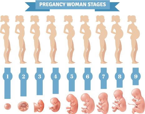 Pregnancy Month By Month | Hunterdon