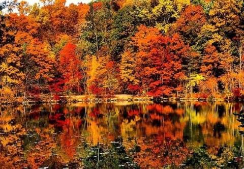 colorful autumn trees refelcted in pond