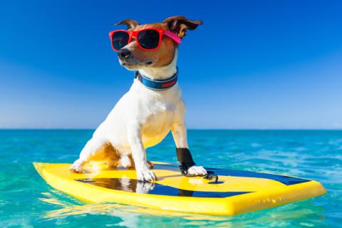 Dog with sunglasses on a surfboard in ocean